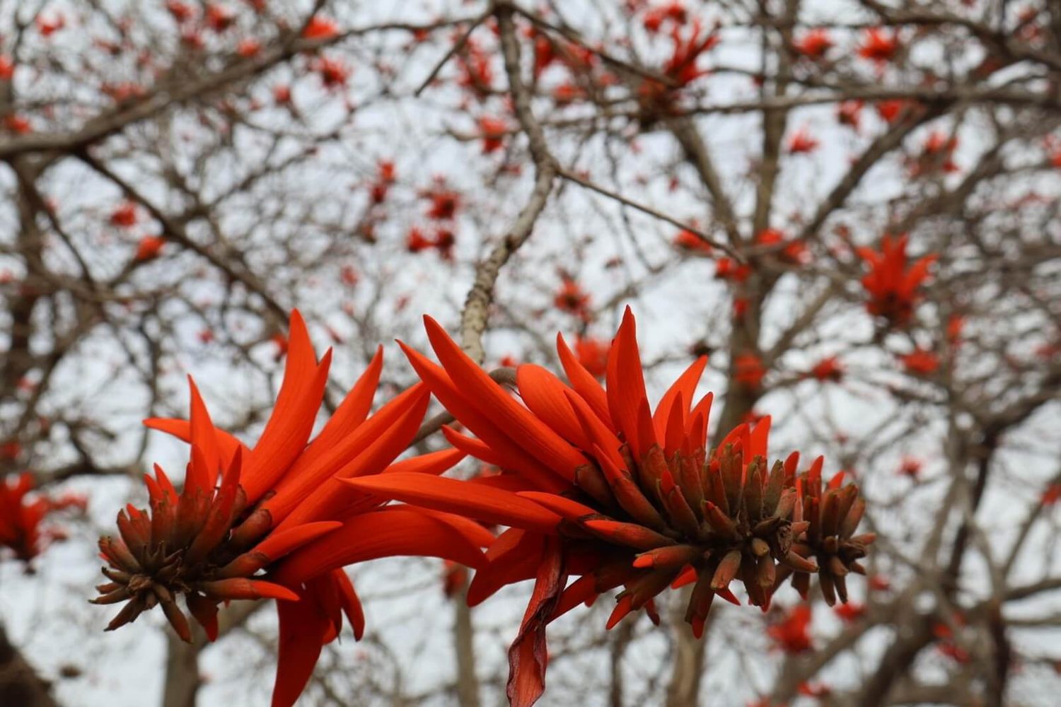 Coral tree in bloom