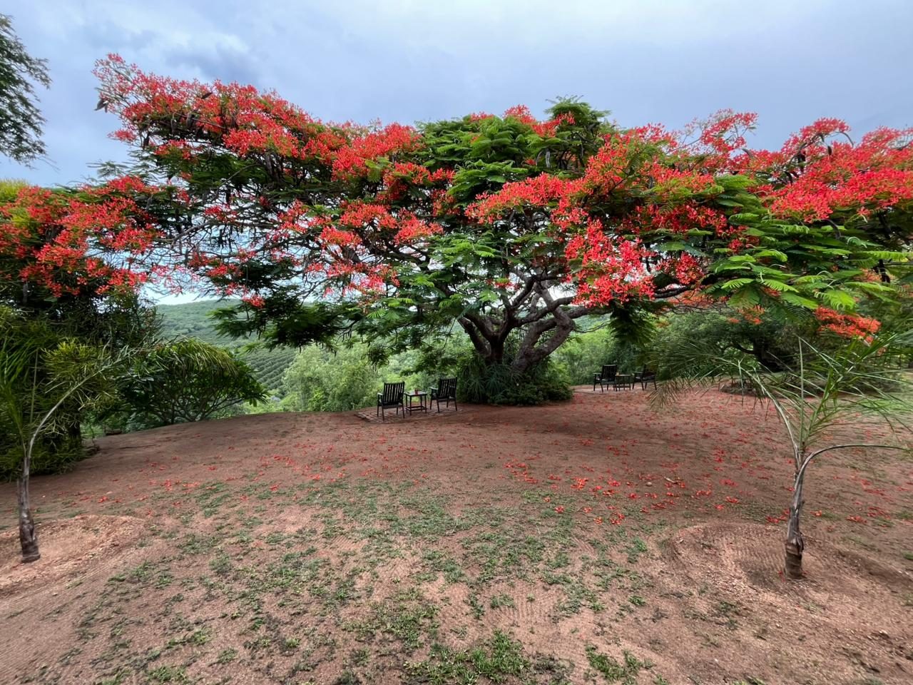 Flamboyant tree over the valley