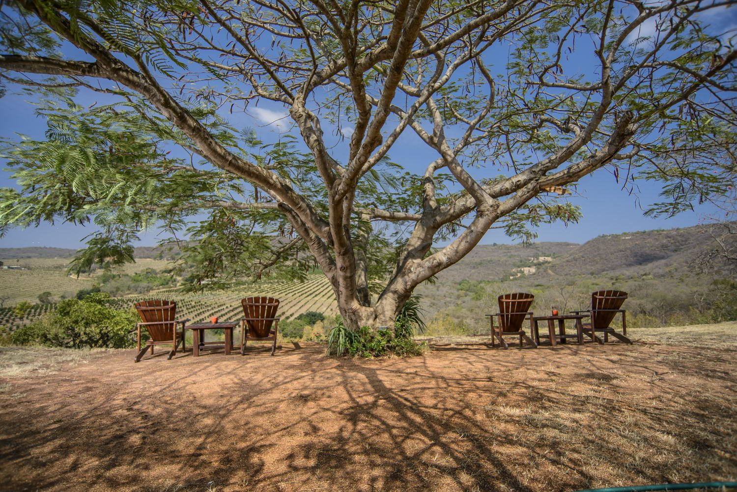 Safari chairs under the tree, overlooking the valley